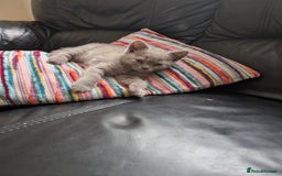 British Shorthair cats for sale: Beautiful female kitten  - Image 3