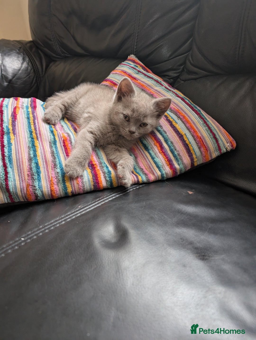 British Shorthair cats for sale: Beautiful female kitten  - Image 3
