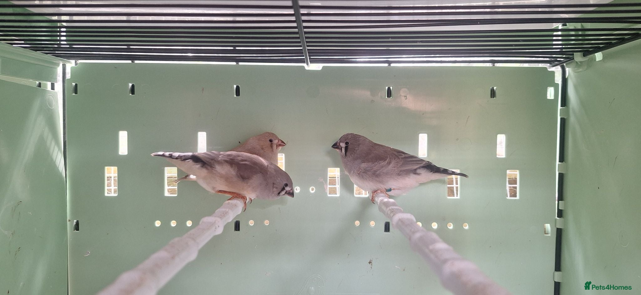 Finches birds Baby zebra finches  - Advert 23