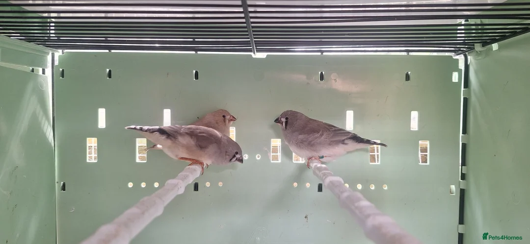 Finches birds for sale: Baby zebra finches  - Advert 1