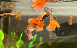 Live Bearers fish for sale: Guppies  - Image 4