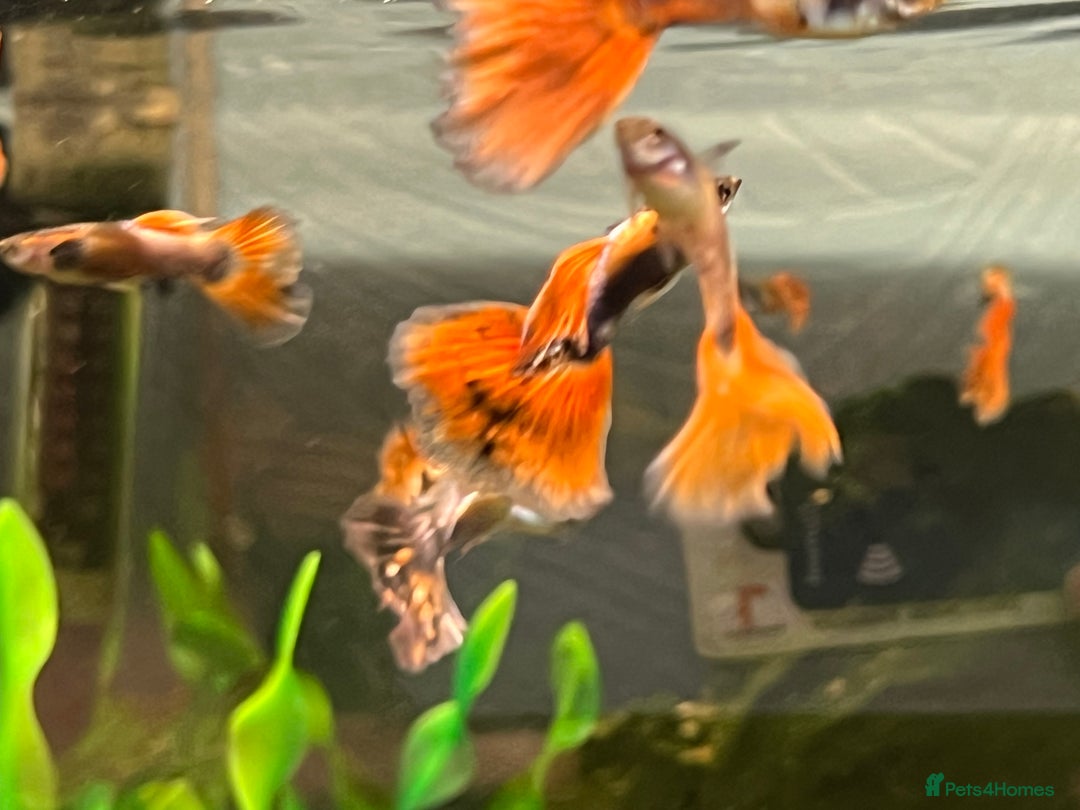 Live Bearers fish for sale: Guppies  - Image 4