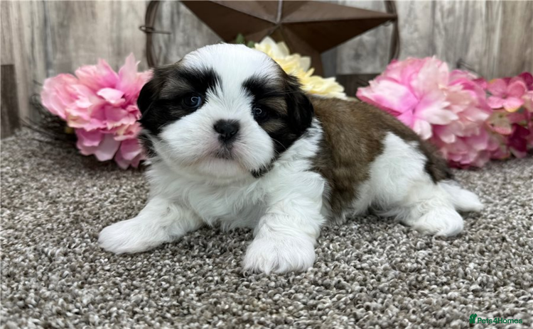 Shih Tzu dogs - Advert 3