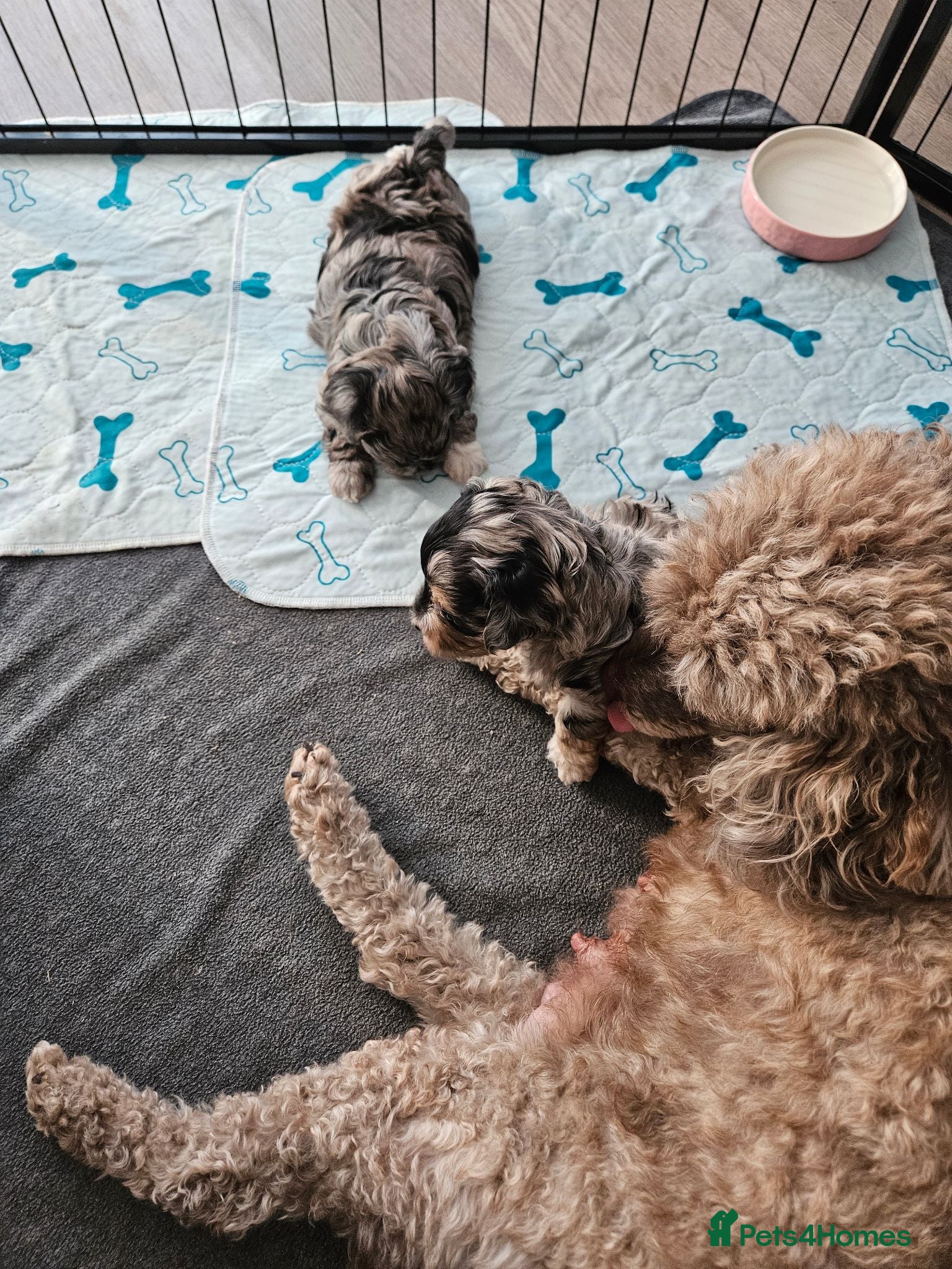 Maltipoo dogs Beautiful Blue Merle Maltipoos - Advert 2