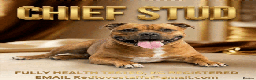 Staffordshire Bull Terrier dogs for stud: 🇬🇧 THE RED DREAMTEAM 🇬🇧Exceptional Temprements - Advert 1