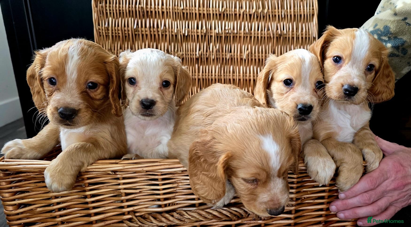 Cocker Spaniel dogs Quality working Cocker Spaniel puppies - Advert 12