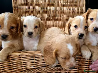 Cocker Spaniel dogs Quality working Cocker Spaniel puppies - Advert 12