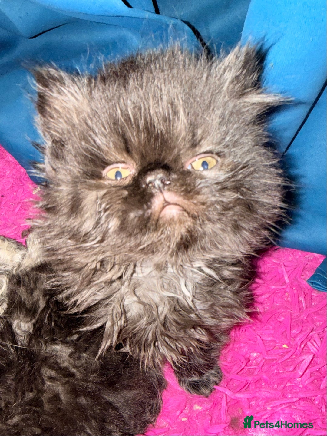 Persian cats for sale: Stunning GCCF reg Persians – Born Halloween 2025  - Advert 25