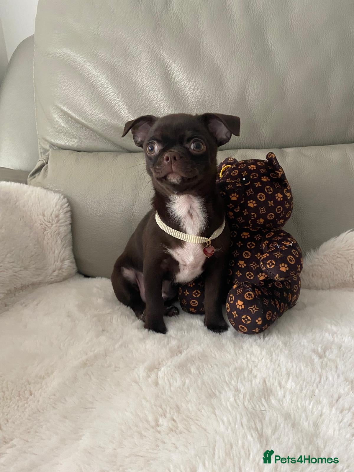 Chihuahua dogs KC Reg Chihuahua Boy Fully vaccinated - Ready - Advert 3