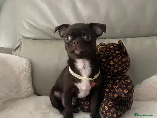 Chihuahua dogs KC Reg Chihuahua Boy Fully vaccinated - Ready - Advert 3