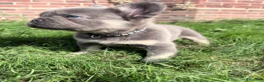 French Bulldog 4