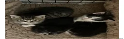 Mixed Breed cats for sale: Kittens - Mid Wales - £25 - Advert 9