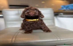 Cockapoo dogs for sale: *READY MONDAY* girls F1 CHOCOLATE DNA CLEAR  - Image 12