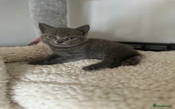 British Shorthair cats for sale: 🐾 Adorable British Shorthair Blue Kittens 🐾 - Image 5