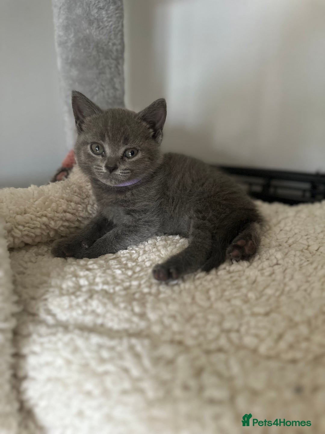 British Shorthair cats for sale: 🐾 Adorable British Shorthair Blue Kittens 🐾 - Image 5