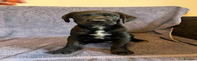 Smooth coated boy 1