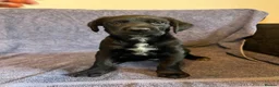 Mixed Breed dogs for sale: Gorgeous Huntaway X GWP Puppies in Turriff - Advert 13
