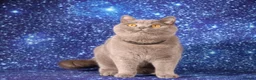 British Shorthair cats for sale: Retired British Shorthair/Longhaired females - Advert 6