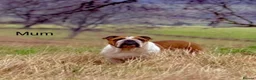 English Bulldog dogs for sale: Health Bred KC Reg Bulldogs | BOAS 0 Parents - Advert 12