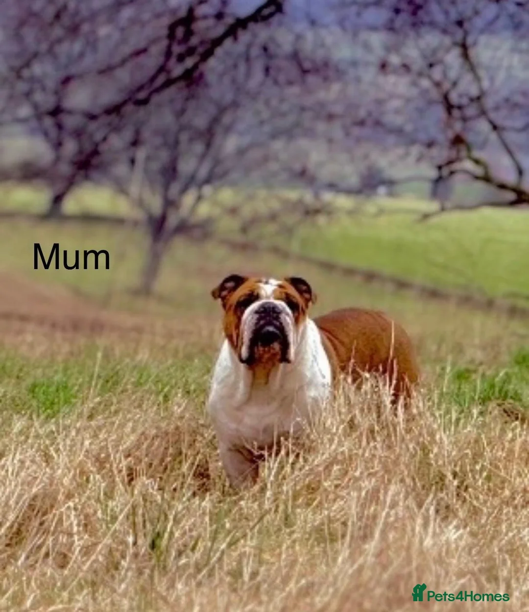 English Bulldog dogs for sale: Health Bred KC Reg Bulldogs | BOAS 0 Parents - Advert 12