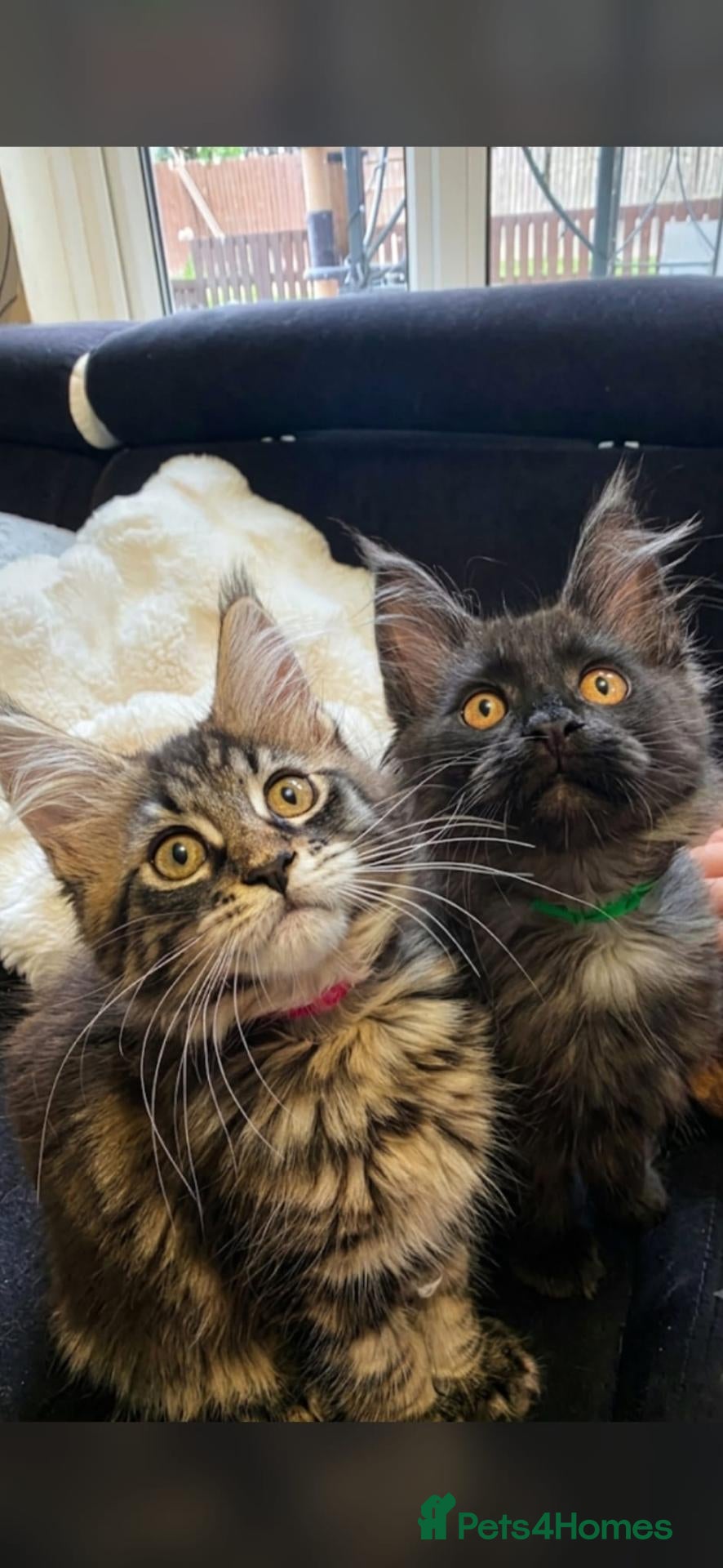 Maine Coon cats Maine Coon Kittens  - Advert 2