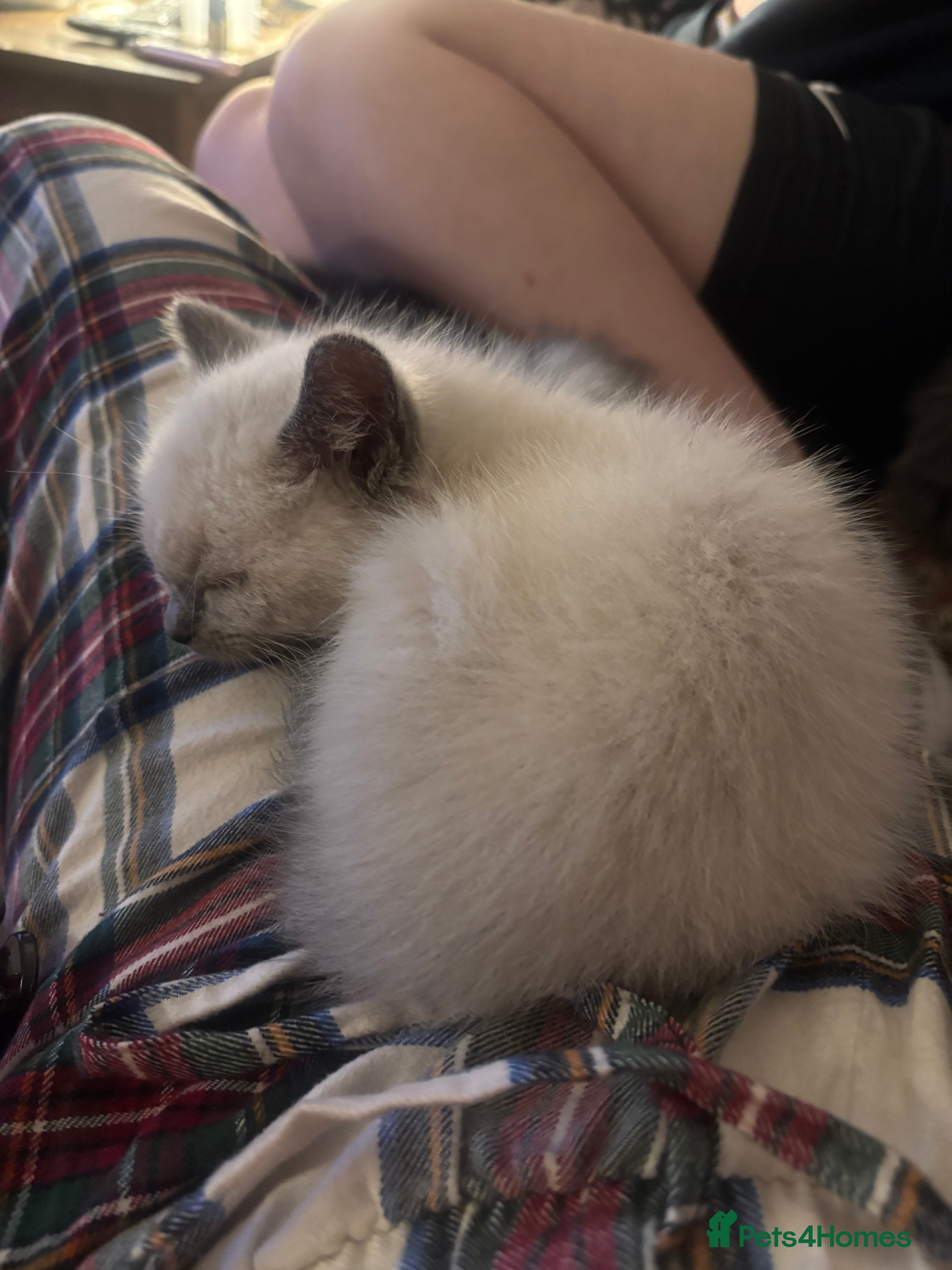 Ragdoll cats Sweetie ragdoll x silver tabby Angora - Advert 11