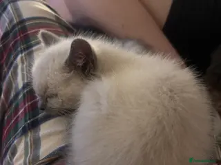 Ragdoll cats Sweetie ragdoll x silver tabby Angora - Advert 1