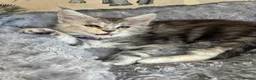 Maine Coon cats for sale: Maine coon kittens  - Advert 10