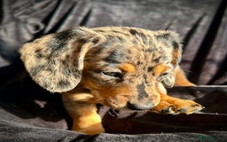 Miniature Dachshund dogs for sale: Miniature dachshund puppies  - Advert 5