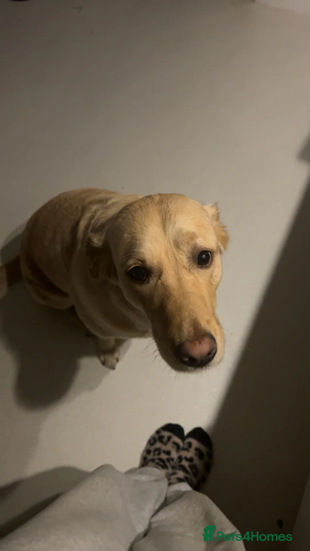 Goldador dogs for sale: 5 year old Goldador  in Derby - Advert 1