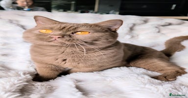 British Shorthair cats - Advert 14