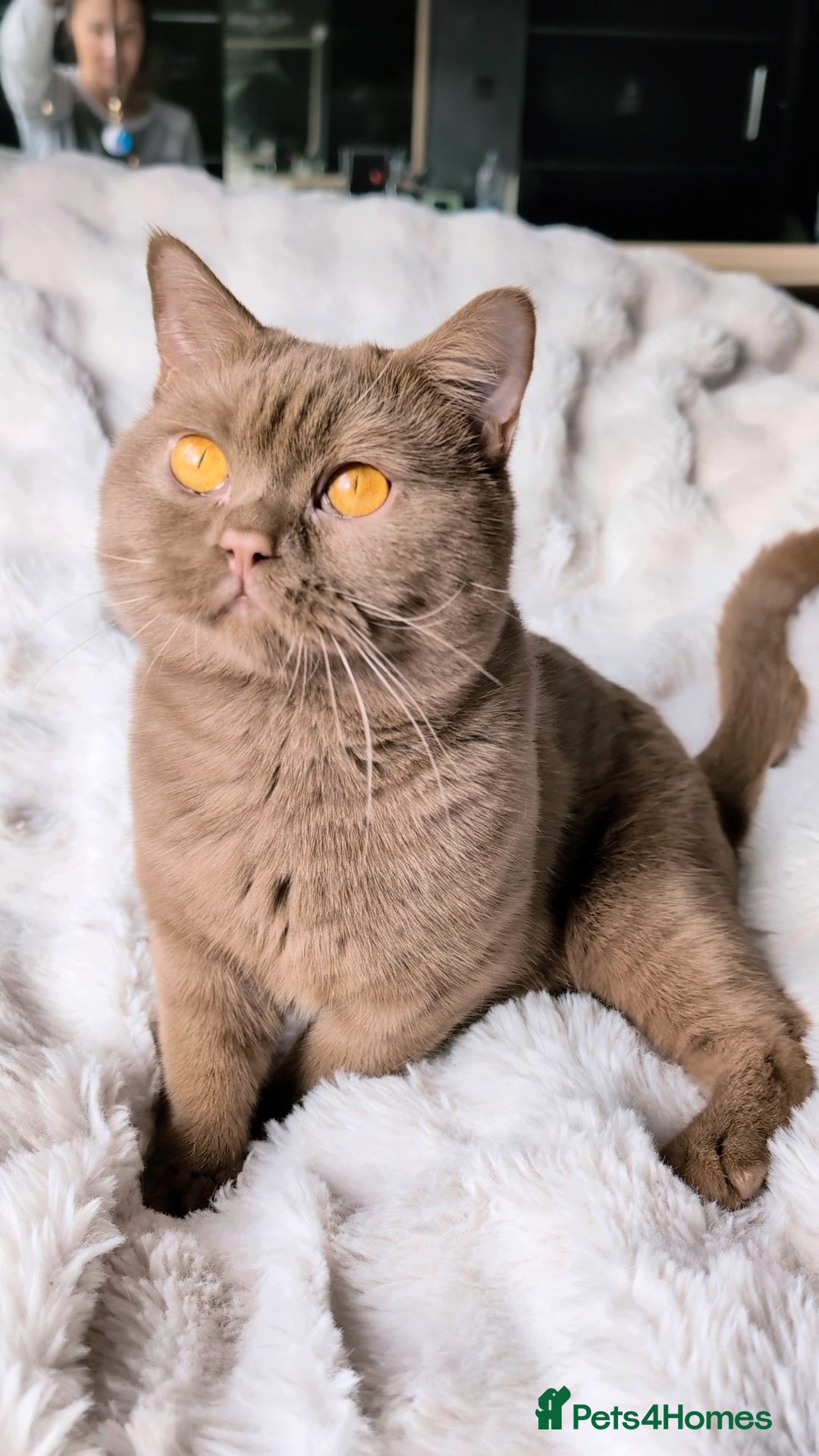 British Shorthair cats for stud: 💦CINNAMON🩸Blood B❣️GCCF & TICA 💙STUD only  - Advert 3