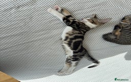 Siamese cats for sale: Siamese-Tabby Mix Kittens Available from 17th Sept - Image 19