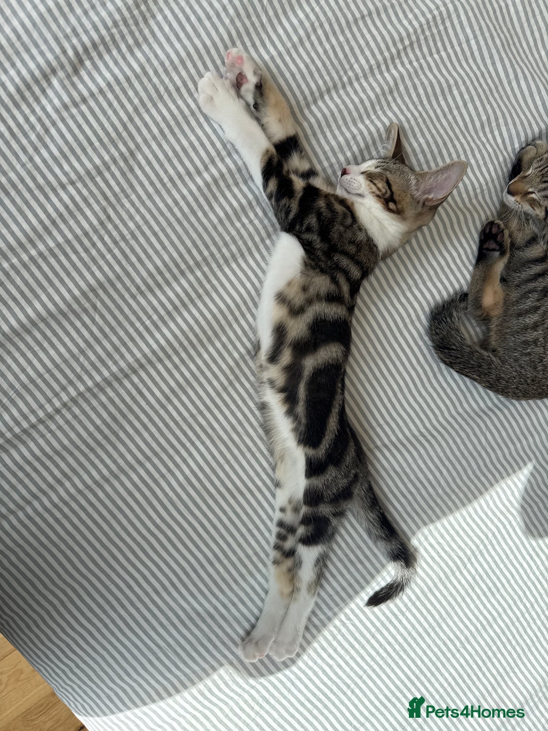 Siamese cats for sale: Siamese-Tabby Mix Kittens Available from 17th Sept - Image 19