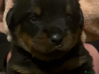 Rottweiler dogs Rottweilers top health tested parents - Advert 3