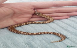 Snake reptiles for sale: Western Hognose CB25 babies  - Image 11
