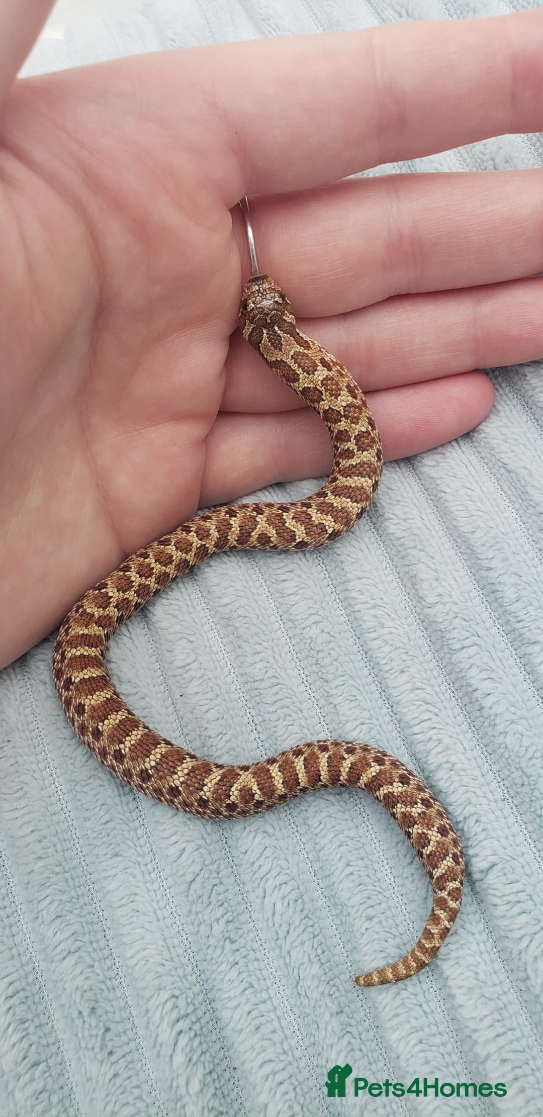 Snake reptiles for sale: Western Hognose CB25 babies  - Image 11