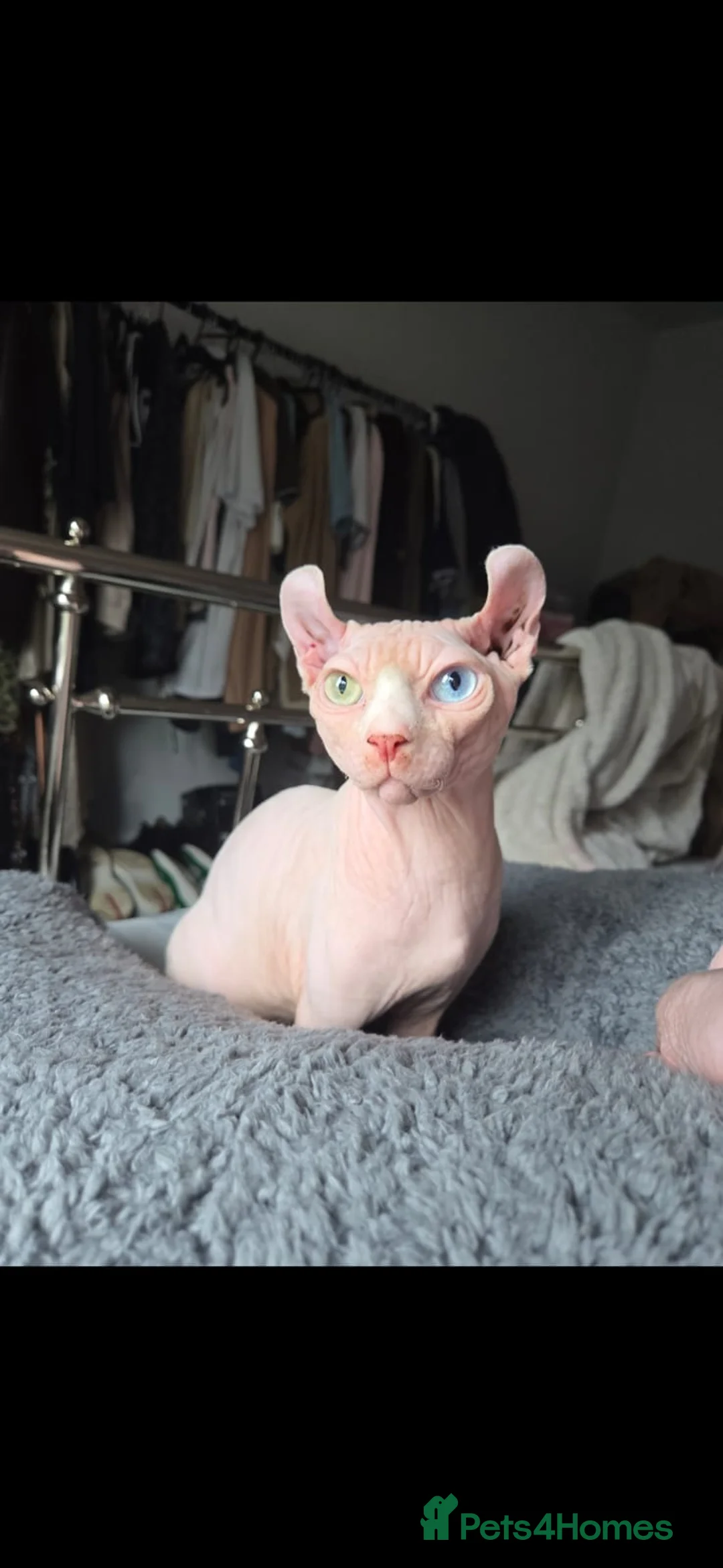 Sphynx cats for stud:  odd eyes shpynx elf ear STUD available.  in Colchester - Advert 12