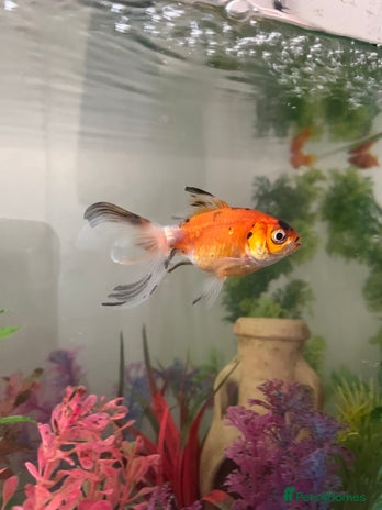 Goldfish fish - Advert 1