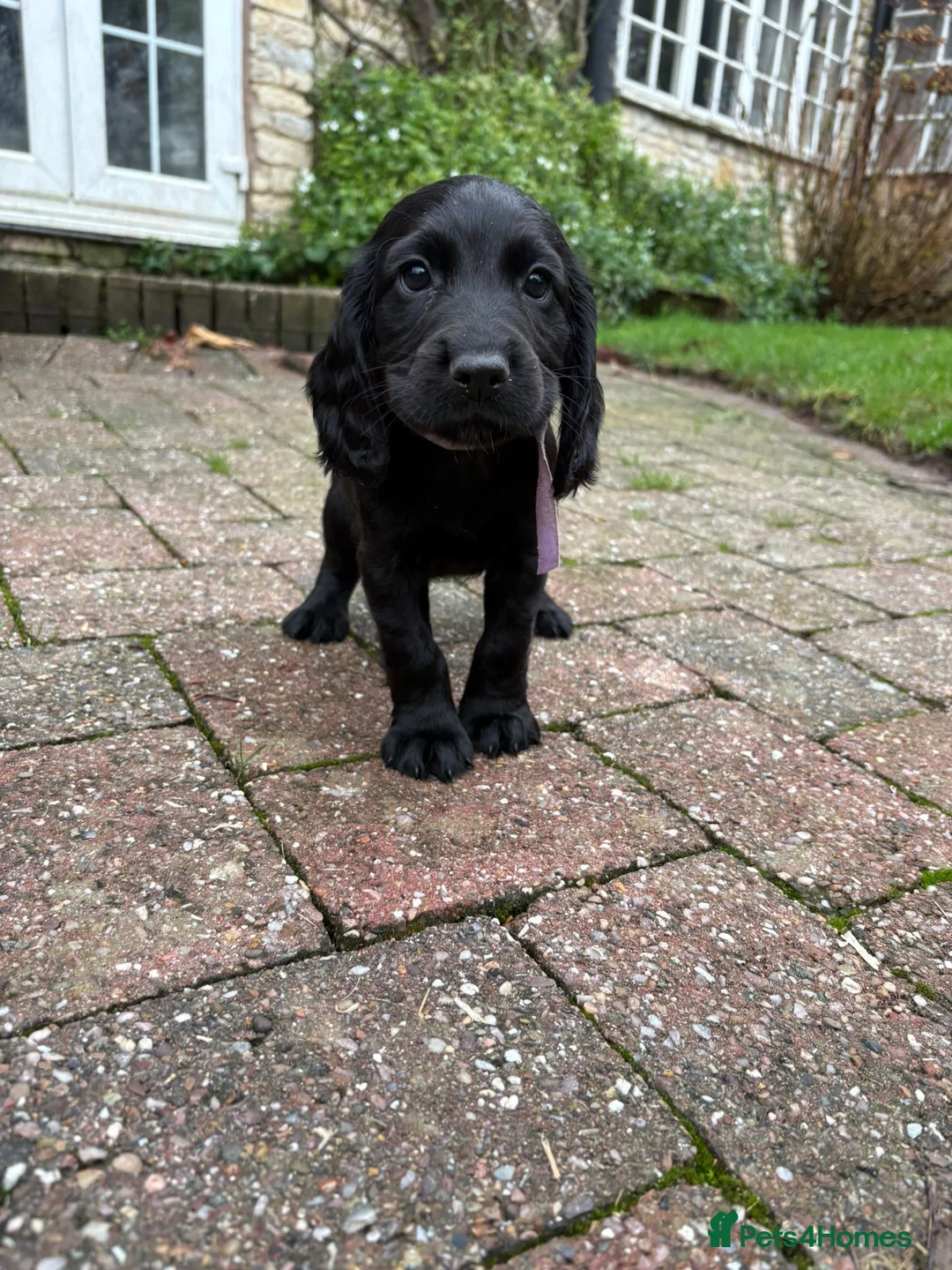 Cocker Spaniel dogs for sale: Cocker Spaniel puppies looking for homes - Advert 2