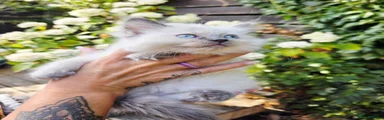 Ragdoll 2
