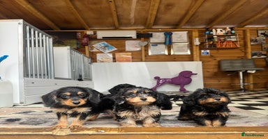 Mixed Breed dogs - Advert 15