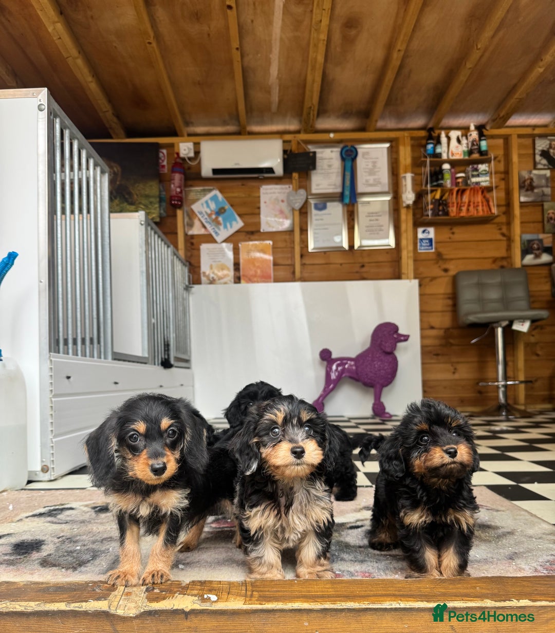 Mixed Breed dogs for sale: Daxiepoos (council licensed breeders) - Image 2