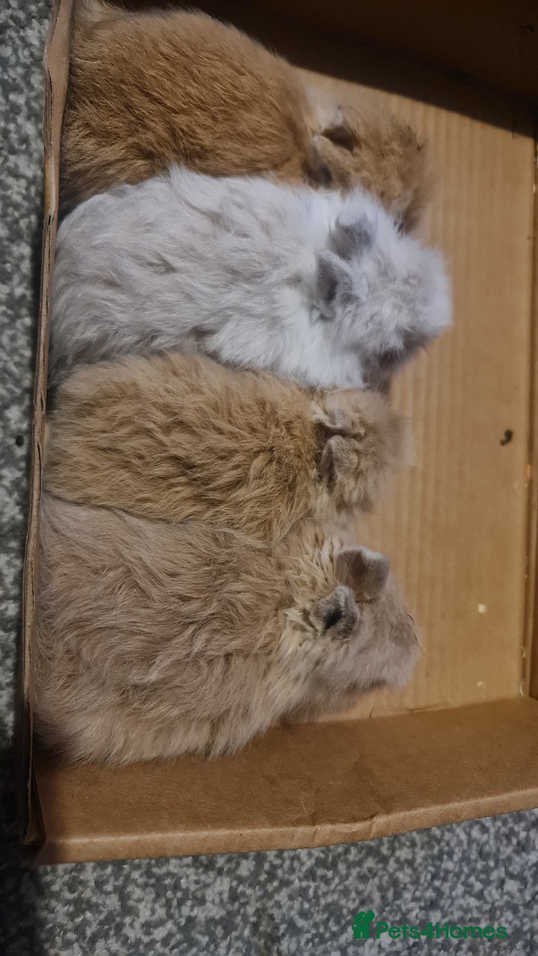 Angora rabbits for sale: Baby bunnies - Advert 2