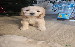 Cockapoo dogs for sale: American cockapoo  - Image 2
