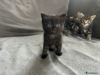 Toybob cats - Advert 4