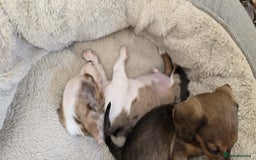 Dachshund dogs for sale: Beautiful Miniature dachshund puppies  - Image 3
