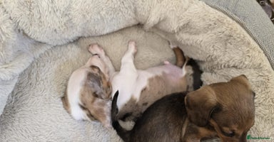 Dachshund dogs - Advert 1