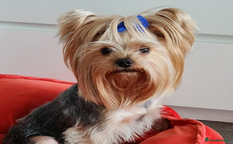 Yorkshire Terrier dogs in London - Advert 12
