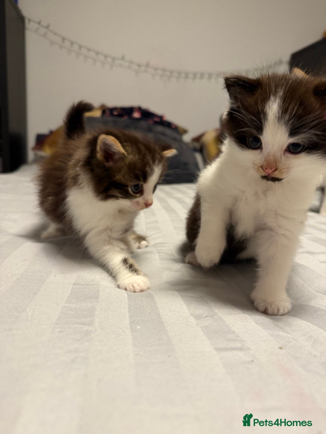 British Shorthair cats for sale: Adorable kittens  - Advert 8